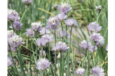 【ガーデニング】育てて楽しい多年草ハーブ【チャイブ】の栽培方法と活用アイデア4選