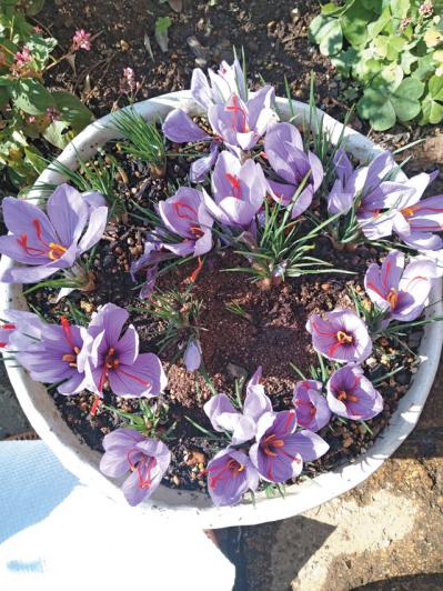 【ガーデニング】貴重なスパイスだからこそ自分で育てたいハーブ【サフラン】の栽培方法と活用アイデア3選（サムネイル画像5）