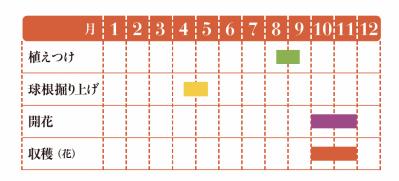 【ガーデニング】貴重なスパイスだからこそ自分で育てたいハーブ【サフラン】の栽培方法と活用アイデア3選（サムネイル画像2）