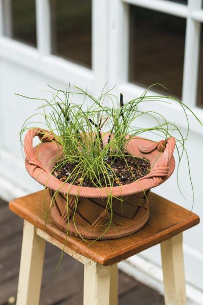 【ガーデニング】愛らしい花で人気の多年草ハーブ【チャイブ】の栽培方法と活用アイデア4選（サムネイル画像5）