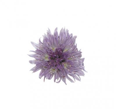 【ガーデニング】愛らしい花で人気の多年草ハーブ【チャイブ】の栽培方法と活用アイデア4選（サムネイル画像4）