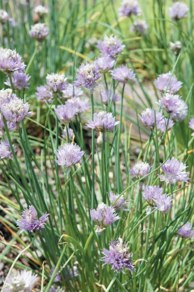 【ガーデニング】愛らしい花で人気の多年草ハーブ【チャイブ】の栽培方法と活用アイデア4選（サムネイル画像6）