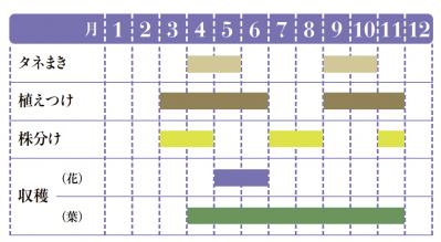 【ガーデニング】愛らしい花で人気の多年草ハーブ【チャイブ】の栽培方法と活用アイデア4選（サムネイル画像2）