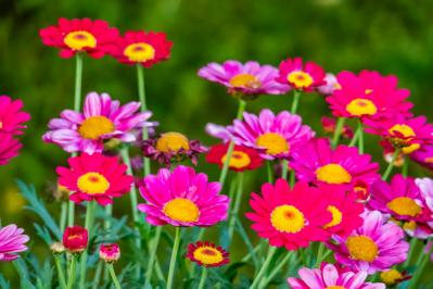 【ガーデニング】寒くても元気に咲く！「キク科の花」は丈夫で育てやすい（サムネイル画像）