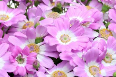 【ガーデニング】寒くても元気に咲く！「キク科の花」は丈夫で育てやすい（サムネイル画像5）