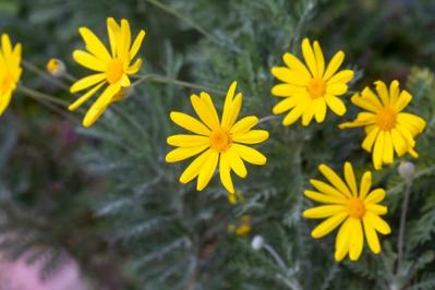 【ガーデニング】寒くても元気に咲く！「キク科の花」は丈夫で育てやすい（サムネイル画像6）