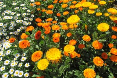 【ガーデニング】寒くても元気に咲く！「キク科の花」は丈夫で育てやすい（サムネイル画像14）