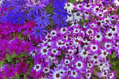 【ガーデニング】寒くても元気に咲く！「キク科の花」は丈夫で育てやすい（サムネイル画像4）