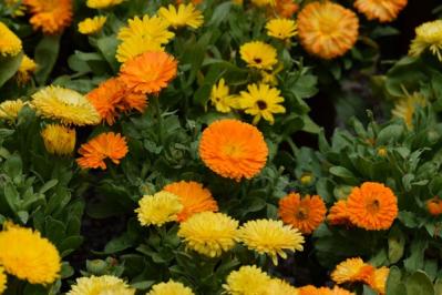 【ガーデニング】寒くても元気に咲く！「キク科の花」は丈夫で育てやすい（サムネイル画像10）