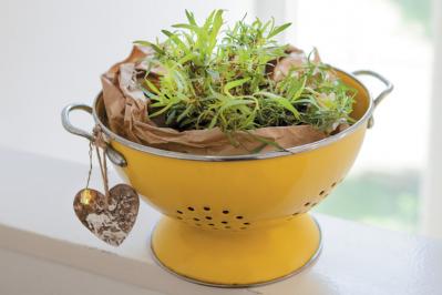 【ガーデニング】育てて楽しい多年草ハーブ【タラゴン】の栽培方法と活用アイデア3選