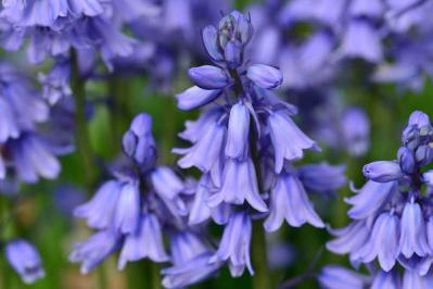 ヒヤシンソイデス・ヒスパニカ（サムネイル画像）