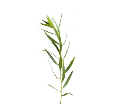 【ガーデニング】料理をぐんと格上げする多年草ハーブ【タラゴン】の栽培方法と活用アイデア3選（サムネイル画像3）