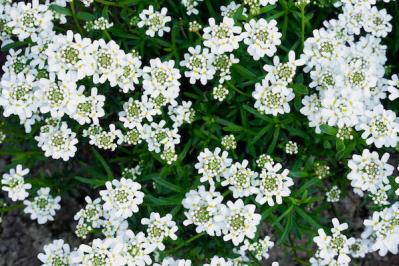 宿根イベリス（サムネイル画像）