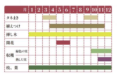 【ガーデニング】料理にもクラフトにも活躍するハーブ【オリーブ】の栽培方法と活用アイデア2選（サムネイル画像2）