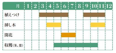 【ガーデニング】料理をぐんと格上げする多年草ハーブ【タラゴン】の栽培方法と活用アイデア3選（サムネイル画像2）
