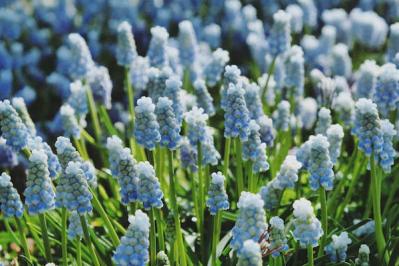 ムスカリ‘ペパーミント’（サムネイル画像）