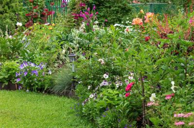 宿根草（多年草）（サムネイル画像）