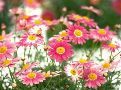 マーガレット（サムネイル画像）