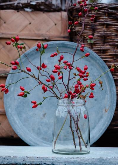 【ガーデニング】秋バラを終えると、ローズヒップが実る季節！赤やオレンジで庭を彩る（サムネイル画像4）