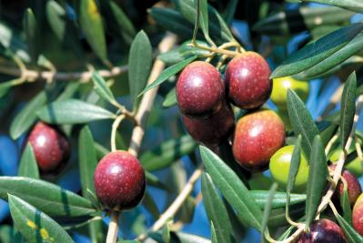 【ガーデニング】料理にもクラフトにも活躍するハーブ【オリーブ】の栽培方法と活用アイデア2選（サムネイル画像5）