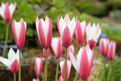 チューリップ・クルシアナ‘ペパーミントスティック’（サムネイル画像）