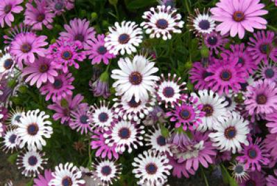 オステオスペルマム（サムネイル画像）