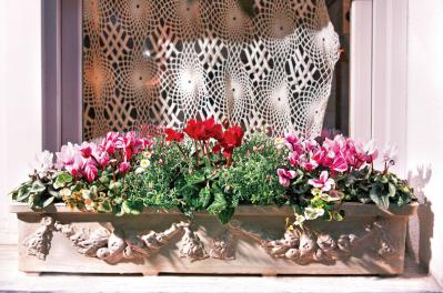 ローメンテナンスで春まで長く楽しめる「ガーデンシクラメン」の寄せ植え【ガーデニング】（サムネイル画像2）