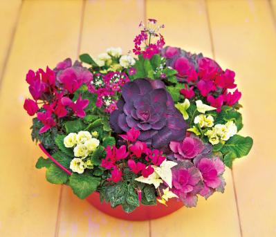 冬の庭がぱっと華やぐ！「シクラメン、プリムラ、ハボタン」の寄せ植え【ガーデニング】（サムネイル画像4）