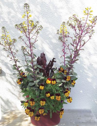 冬から晩春まで長く楽しめる「ミニハボタン」の寄せ植え【ガーデニング】（サムネイル画像3）