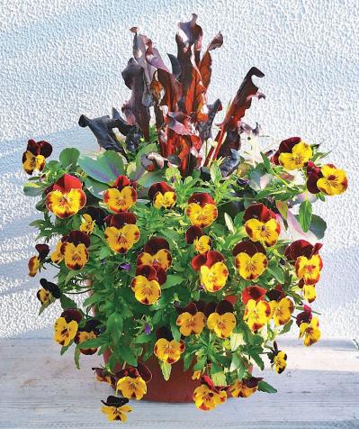 冬から晩春まで長く楽しめる「ミニハボタン」の寄せ植え【ガーデニング】（サムネイル画像4）