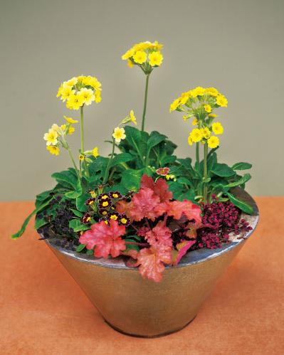 カラフルな花が晩春まで繰り返し咲く「プリムラ」の寄せ植え【ガーデニング】（サムネイル画像4）