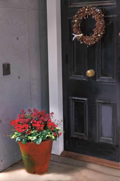 ローメンテナンスで春まで長く楽しめる「ガーデンシクラメン」の寄せ植え【ガーデニング】（サムネイル画像4）