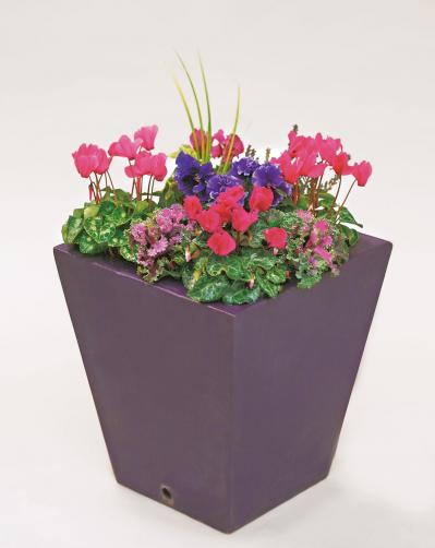 キュートなピンクの花が次々に咲く「ガーデンシクラメン」の寄せ植え【ガーデニング】（サムネイル画像2）