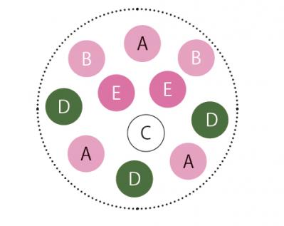 冬の庭がぱっと華やぐ！「シクラメン、プリムラ、ハボタン」の寄せ植え【ガーデニング】（サムネイル画像3）