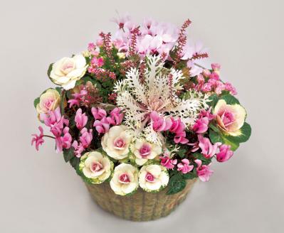 冬の庭がぱっと華やぐ！「シクラメン、プリムラ、ハボタン」の寄せ植え【ガーデニング】（サムネイル画像2）