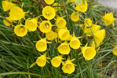 【ガーデニング】春まで楽しむ草花10選　本格的な寒さの前に植えよう！（サムネイル画像14）