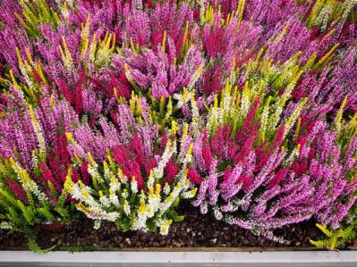 【ガーデニング】春まで楽しむ草花10選　本格的な寒さの前に植えよう！（サムネイル画像9）