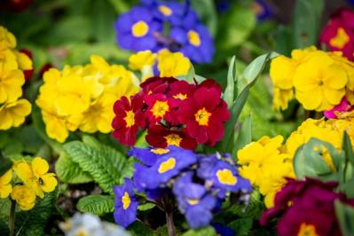 【ガーデニング】春まで楽しむ草花10選　本格的な寒さの前に植えよう！（サムネイル画像10）