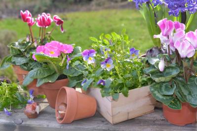 【ガーデニング】晩春まで長く楽しむ草花10選　本格的な寒さの前に植えよう！
