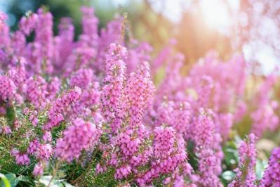 【ガーデニング】春まで楽しむ草花10選　本格的な寒さの前に植えよう！（サムネイル画像8）