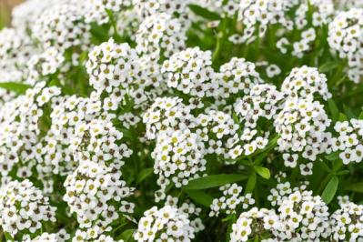 【ガーデニング】春まで楽しむ草花10選　本格的な寒さの前に植えよう！（サムネイル画像16）