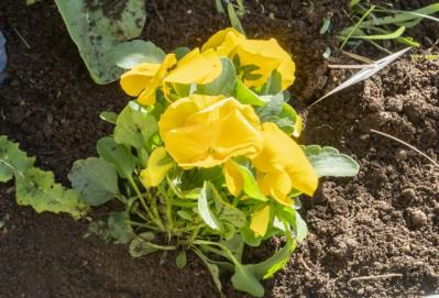 【ガーデニング】今から春まで楽しめる花壇を作ろう。花壇の植えつけは年末までに！（サムネイル画像4）