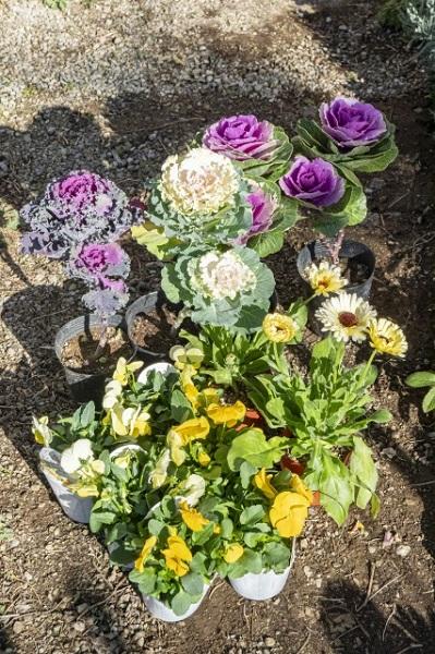【ガーデニング】今から春まで楽しめる花壇を作ろう。花壇の植えつけは年末までに！（サムネイル画像2）