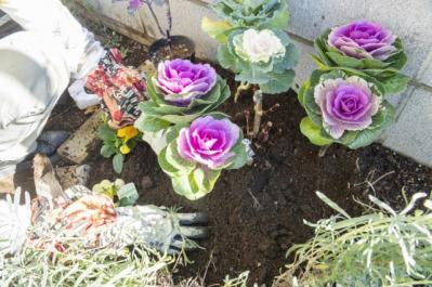 【ガーデニング】今から春まで楽しめる花壇を作ろう。花壇の植えつけは年末までに！（サムネイル画像12）