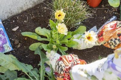 【ガーデニング】今から春まで楽しめる花壇を作ろう。花壇の植えつけは年末までに！（サムネイル画像9）