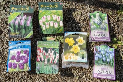 【ガーデニング】今から春まで楽しめる花壇を作ろう。花壇の植えつけは年末までに！（サムネイル画像3）