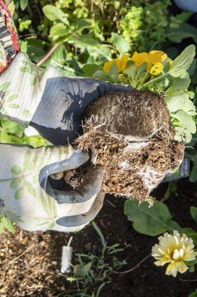 【ガーデニング】今から春まで楽しめる花壇を作ろう。花壇の植えつけは年末までに！（サムネイル画像8）