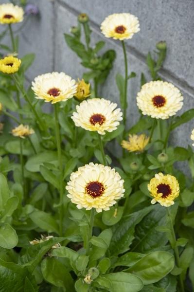 【ガーデニング】今から春まで楽しめる花壇を作ろう。花壇の植えつけは年末までに！（サムネイル画像5）