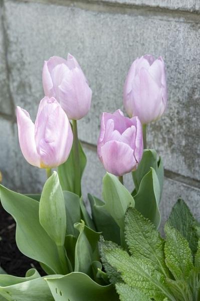 【ガーデニング】今から春まで楽しめる花壇を作ろう。花壇の植えつけは年末までに！（サムネイル画像7）