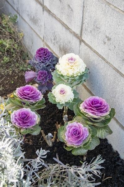 【ガーデニング】今から春まで楽しめる花壇を作ろう。花壇の植えつけは年末までに！（サムネイル画像6）